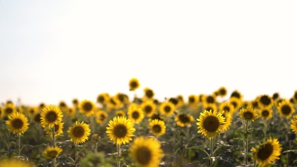 Beaux tournesols jaunes dans un champ d'été. champ de tournesol orange — Video