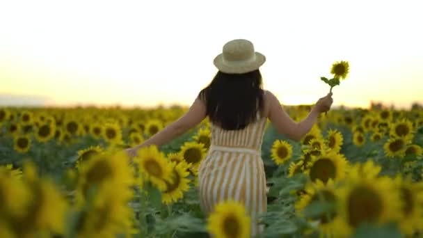 Vista posterior chica de belleza con el pelo largo en vestido corriendo en el campo de girasol en verano puesta de sol — Vídeo de stock