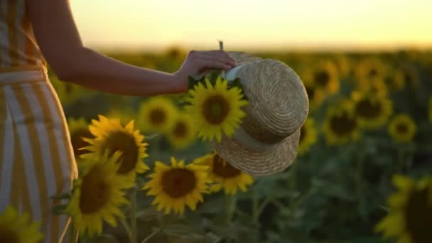 Zblízka záběr ženy kráčející na slunečnicovém poli, zatímco drží slaměný klobouk — Stock video