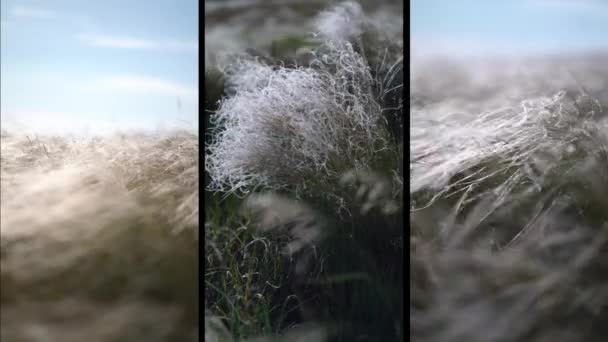 Colagem pluma grama se desenvolve no vento. — Vídeo de Stock