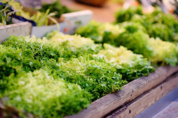 Strazburg Fransa Çiftçi Piyasasında Taze Biyo Salata Yaprakları Tipik Avrupa — Stok fotoğraf
