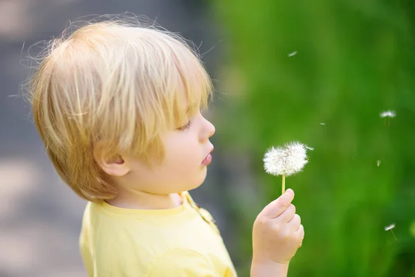 Okouzlující Blondýnka Chlapeček Hraje Pampeliška Květin Letním Dni Děti Baví — Stock fotografie