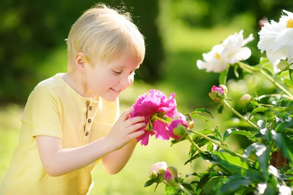 Niedlichen Kleinen Jungen Blick Auf Erstaunliche Lila Und Weißen Pfingstrosen — Stockfoto