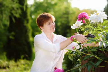 Portrait of smiling beautiful middle age female gardener. Woman working with secateur in domestic garden at summer day. Gardening activity clipart