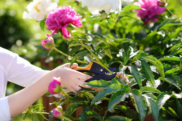 Hands of middle age female gardener. Woman working with secateur in domestic garden at summer day. Gardening activity