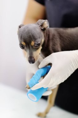 Female veterinarian doctor during the examination in veterinary clinic. Little dog terrier with broken leg in veterinary clinic clipart