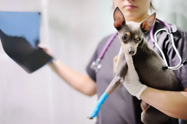 Vrouwelijke Dierenarts Arts Met Hond Ray Kijken Tijdens Het Onderzoek — Stockfoto