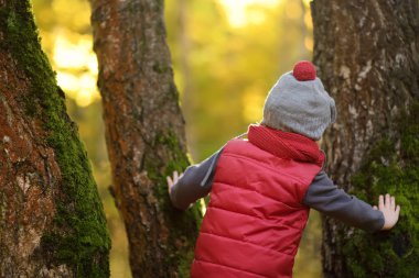 Küçük çocuk, güneşli sonbahar günü ormanda yürüyüş sırasında. Doğa üzerinde etkin aile zamanı. Küçük çocuklarla hiking