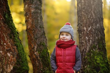Küçük çocuk, güneşli sonbahar günü ormanda yürüyüş sırasında. Doğa üzerinde etkin aile zamanı. Küçük çocuklarla hiking