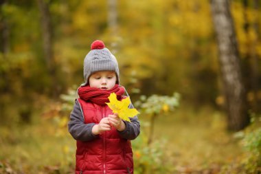 Küçük çocuk, güneşli sonbahar günü ormanda yürüyüş sırasında. Doğa üzerinde etkin aile zamanı. Küçük çocuklarla hiking