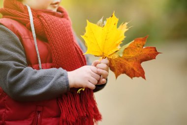 Küçük çocuk, güneşli sonbahar günü ormanda yürüyüş sırasında. Doğa üzerinde etkin aile zamanı. Küçük çocuklarla hiking