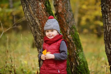 Küçük çocuk, güneşli sonbahar günü ormanda yürüyüş sırasında. Doğa üzerinde etkin aile zamanı. Küçük çocuklarla hiking