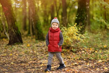 Küçük çocuk, güneşli sonbahar günü ormanda yürüyüş sırasında. Doğa üzerinde etkin aile zamanı. Küçük çocuklarla hiking