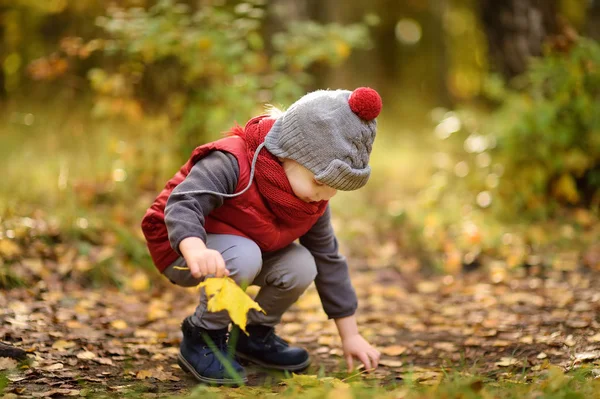 Маленький Хлопчик Під Час Прогулянки Лісі Сонячний Осінній День Активний — стокове фото