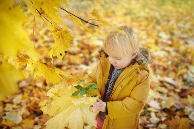 Küçük çocuk, güneşli sonbahar günü ormanda yürüyüş sırasında. Doğa üzerinde etkin aile zamanı. Küçük çocuklarla hiking