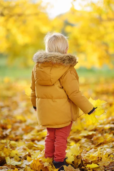 Little Boy Stroll Forest Sunny Autumn Day Active Family Time — Stock Photo, Image