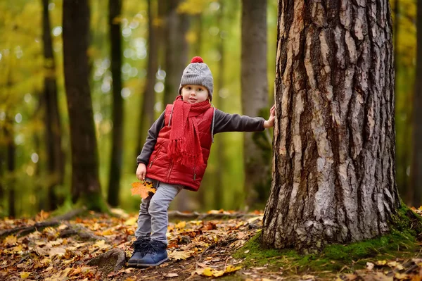 Kleiner Junge Bei Einem Waldspaziergang Einem Sonnigen Herbsttag Aktive Familienzeit — Stockfoto