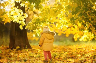 Küçük çocuk, güneşli sonbahar günü ormanda yürüyüş sırasında. Doğa üzerinde etkin aile zamanı. Küçük çocuklarla hiking