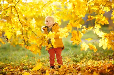 Küçük çocuk, güneşli sonbahar günü ormanda yürüyüş sırasında. Doğa üzerinde etkin aile zamanı. Küçük çocuklarla hiking