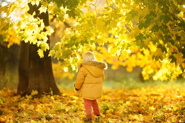 Niño Pequeño Durante Paseo Por Bosque Soleado Día Otoño Tiempo — Foto de Stock