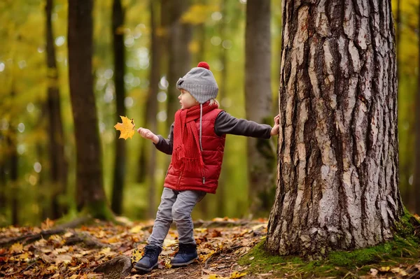 Küçük çocuk, güneşli sonbahar günü ormanda yürüyüş sırasında. Doğa üzerinde etkin aile zamanı. Küçük çocuklarla hiking