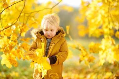 Küçük çocuk, güneşli sonbahar günü ormanda yürüyüş sırasında. Doğa üzerinde etkin aile zamanı. Küçük çocuklarla hiking