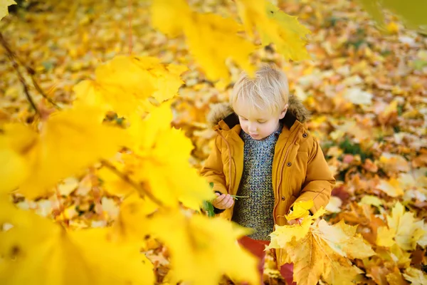 Ragazzino Durante Una Passeggiata Nella Foresta Nella Soleggiata Giornata Autunnale — Foto Stock