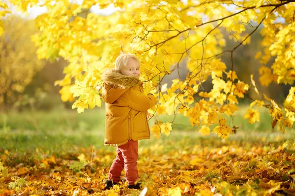 晴れた秋の日に森の中を散歩中に小さな男の子 自然にアクティブな家族の時間 小さな子供たちとハイキング — ストック写真