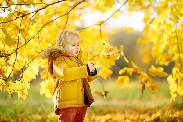 Malý Chlapec Během Procházky Lese Slunečný Podzimní Den Aktivní Čas — Stock fotografie