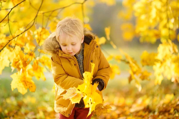 晴れた秋の日に森の中を散歩中に小さな男の子 自然にアクティブな家族の時間 小さな子供たちとハイキング — ストック写真