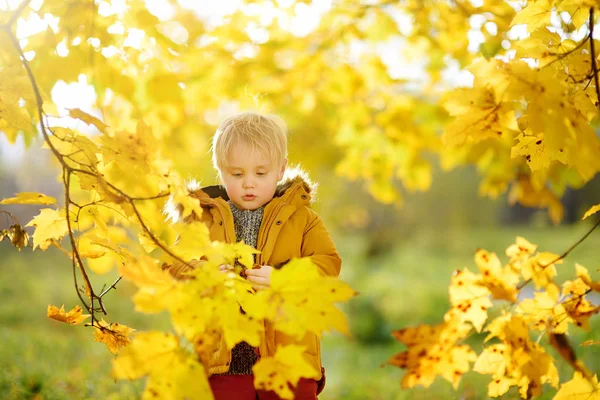 Mały Chłopiec Podczas Spaceru Lesie Słoneczny Dzień Jesieni Aktywny Czas — Zdjęcie stockowe