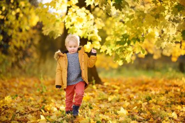 Küçük çocuk, güneşli sonbahar günü ormanda yürüyüş sırasında. Doğa üzerinde etkin aile zamanı. Küçük çocuklarla hiking