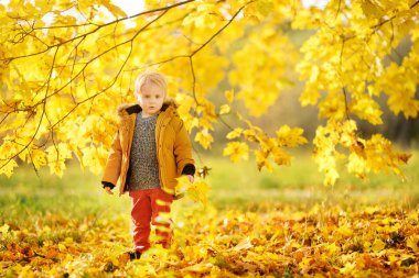 Küçük çocuk, güneşli sonbahar günü ormanda yürüyüş sırasında. Doğa üzerinde etkin aile zamanı. Küçük çocuklarla hiking