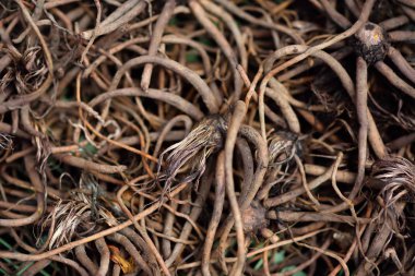 Ünlü Amsterdam çiçek pazarı (Bloemenmarkt). Bitki Daylily (Hemerocallis) kökü. Bahçe