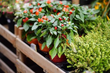 Ünlü çiçek pazarı Amsterdam (Bloemenmarkt). Kırmızı biber biber. Houseplants.