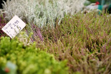 Ünlü Amsterdam çiçek pazarı (Bloemenmarkt). Çiçekli Heather. Bahçe.
