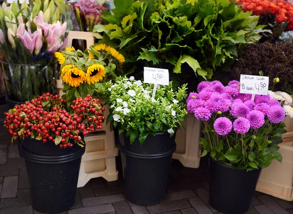 Słynny Amsterdam Rynek Kwiatowy Bloemenmarkt Dalie Floks Słoneczniki Innych Kwiatów — Zdjęcie stockowe