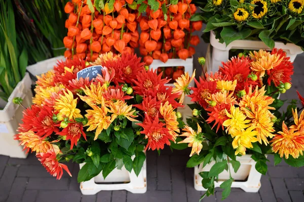 Słynny Targ Kwiatowy Amsterdamie Bloemenmarkt Czerwone Żółte Dalie Ogrodnictwo — Zdjęcie stockowe