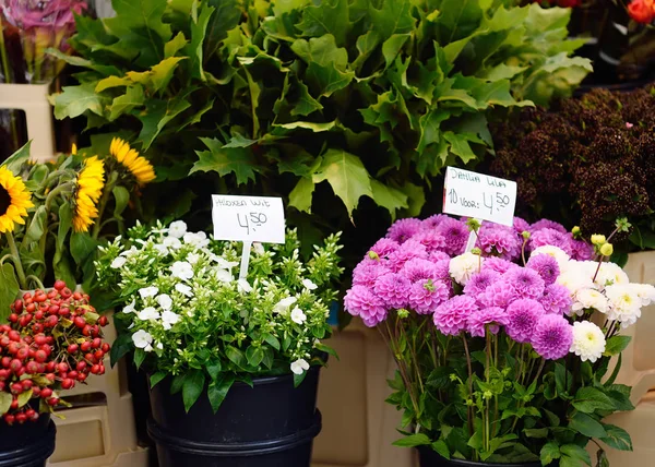 Der Berühmte Blumenmarkt Von Amsterdam Dahlien Und Phlox Gartenarbeit — Stockfoto