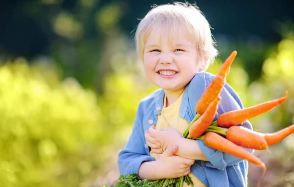 Lindo Niño Sosteniendo Montón Zanahorias Orgánicas Frescas Jardín Doméstico Vida — Foto de Stock