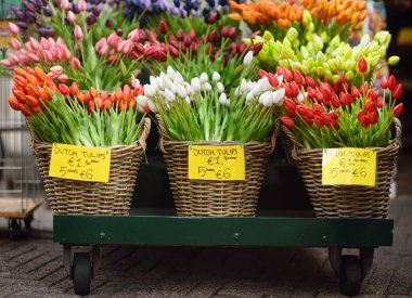 Ünlü Amsterdam Çiçek Pazarı (Bloemenmarkt). Çok renkli lale. Hollanda'nın sembolü.
