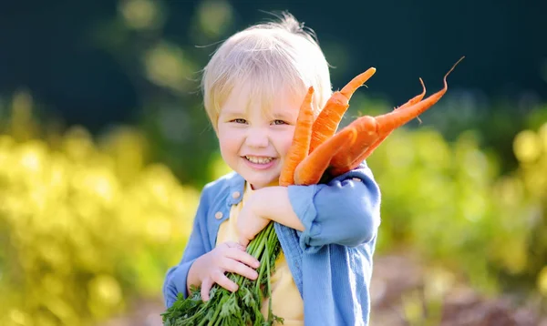 Lindo Niño Sosteniendo Montón Zanahorias Orgánicas Frescas Jardín Doméstico Vida — Foto de Stock
