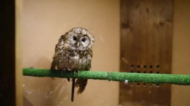 Alaca baykuş yanıp söner ve kafa döner. Hayvanat Bahçesi başvurun. Yabani kuşlar kuş tutsak.