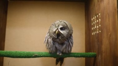 Alaca baykuş yanıp söner ve kafa döner. Hayvanat Bahçesi başvurun. Yabani kuşlar kuş tutsak.