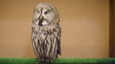 Alaca baykuş yanıp söner ve kafa döner. Hayvanat Bahçesi başvurun. Yabani kuşlar kuş tutsak.