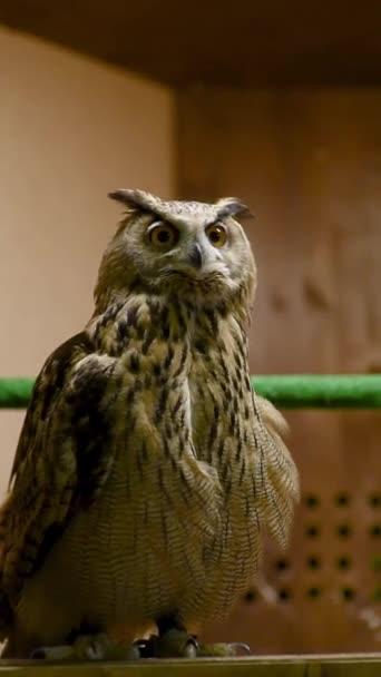 Búho Águila Cerca Contacto Zoológico Aves Silvestres Cautiverio — Vídeos de Stock