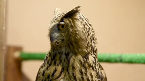 ワシミミズクは点滅し 頭をスピンします 動物園にお問い合わせください 飼育下で野生の鳥のバードウォッチング — ストック動画