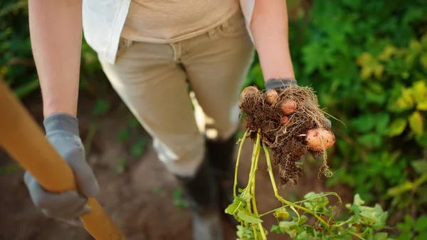 Wanita Mengayunkan Sepatu Menggali Kentang Kebunnya Menanam Sayuran Organik Sendiri — Stok Foto