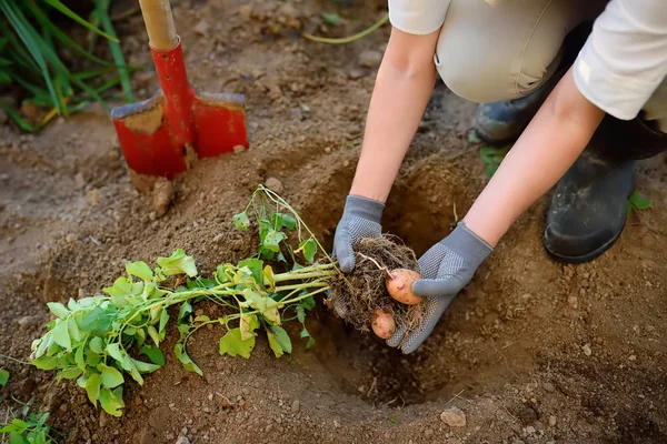 Mujer Calzada Botas Cava Papas Jardín Cultivando Verduras Orgánicas Ella — Foto de Stock