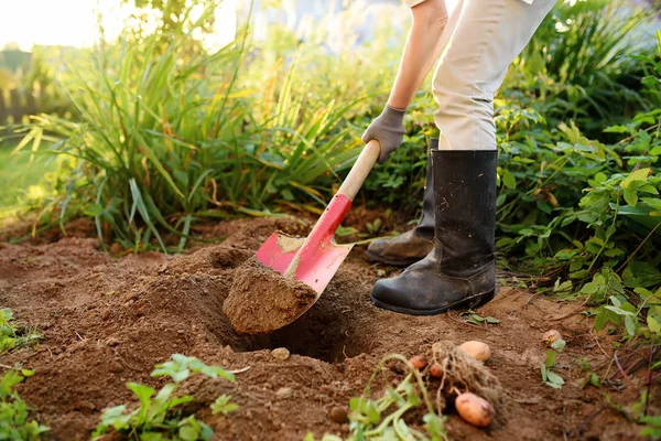 Mujer Calzada Botas Cava Papas Jardín Cultivando Verduras Orgánicas Ella — Foto de Stock